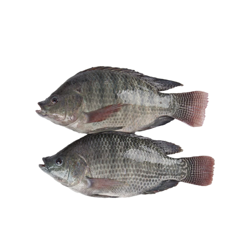 Frozen Tilapia 600g