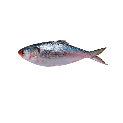 Hilisha Fish
